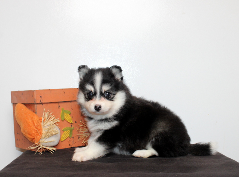puppy, for, sale, Pomsky, Matthew B. Stoltzfus, dog, breeder, Gap, PA, dog-breeder, puppy-for-sale, forsale, nearby, find, puppyfind, locator, puppylocator, aca